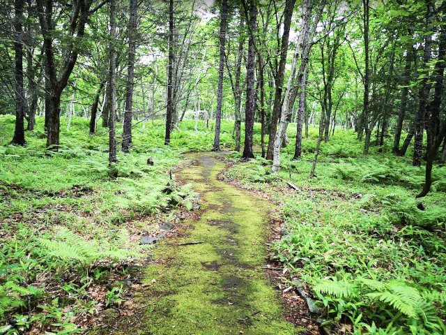 trail